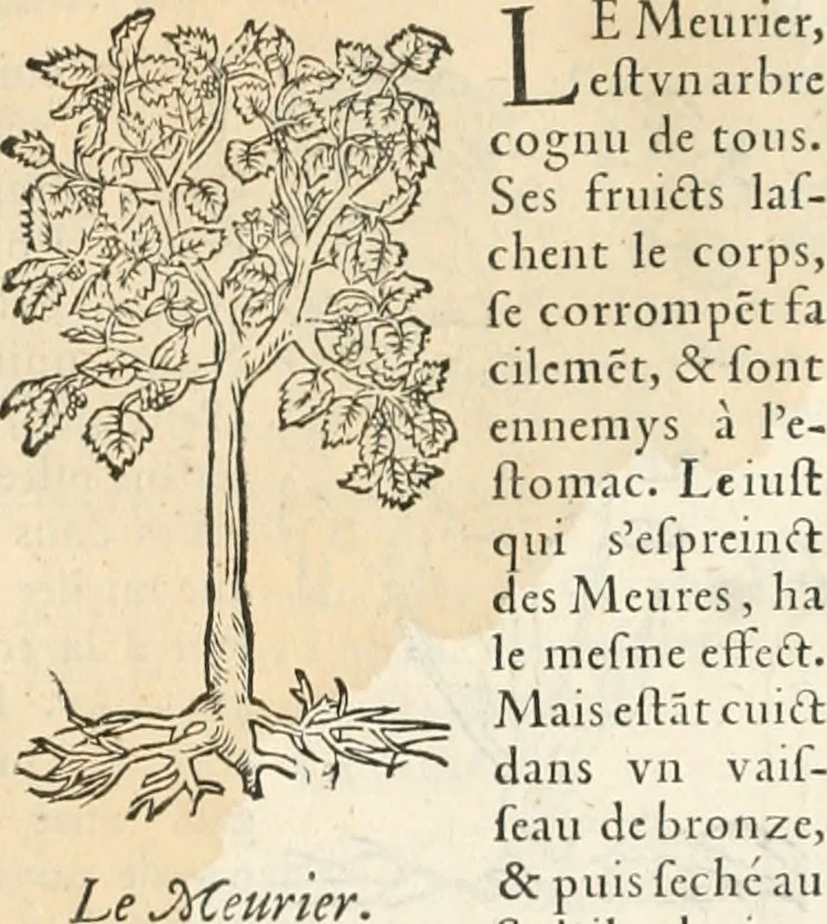 An illustration from [Les six livres de Pedacion Dioscoride d'Anazarbe de la matiere medicinale : translatez de latin en françois : a chacun chapitre sont aioustees certaines annotations fort doctes, & recueillies des plus excellens medecins, anciens, & modernes, 1553, leaf 87