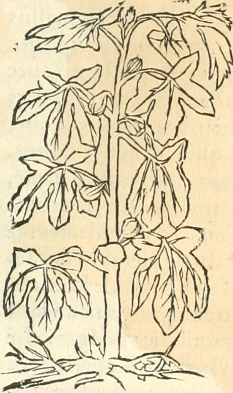 An illustration from [Les six livres de Pedacion Dioscoride d'Anazarbe de la matiere medicinale : translatez de latin en françois : a chacun chapitre sont aioustees certaines annotations fort doctes, & recueillies des plus excellens medecins, anciens, & modernes, 1553, leaf 88