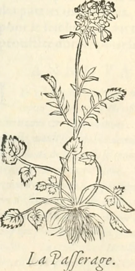 An illustration from [Les six livres de Pedacion Dioscoride d'Anazarbe de la matiere medicinale : translatez de latin en françois : a chacun chapitre sont aioustees certaines annotations fort doctes, & recueillies des plus excellens medecins, anciens, & modernes, 1553, leaf 90