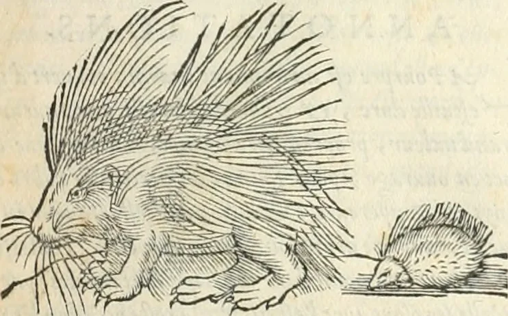 An illustration from [Les six livres de Pedacion Dioscoride d'Anazarbe de la matiere medicinale : translatez de latin en françois : a chacun chapitre sont aioustees certaines annotations fort doctes, & recueillies des plus excellens medecins, anciens, & modernes, 1553, leaf 92