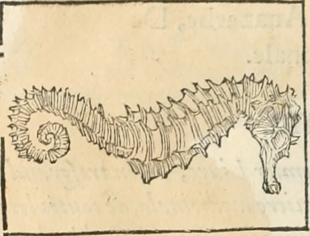 An illustration from [Les six livres de Pedacion Dioscoride d'Anazarbe de la matiere medicinale : translatez de latin en françois : a chacun chapitre sont aioustees certaines annotations fort doctes, & recueillies des plus excellens medecins, anciens, & modernes, 1553, leaf 93