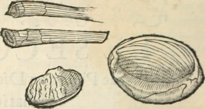 An illustration from [Les six livres de Pedacion Dioscoride d'Anazarbe de la matiere medicinale : translatez de latin en françois : a chacun chapitre sont aioustees certaines annotations fort doctes, & recueillies des plus excellens medecins, anciens, & modernes, 1553, leaf 93