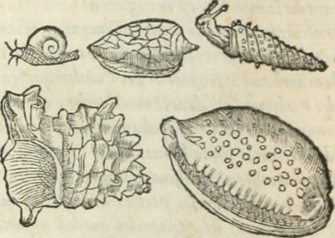 An illustration from [Les six livres de Pedacion Dioscoride d'Anazarbe de la matiere medicinale : translatez de latin en françois : a chacun chapitre sont aioustees certaines annotations fort doctes, & recueillies des plus excellens medecins, anciens, & modernes, 1553, leaf 95