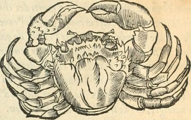 An illustration from [Les six livres de Pedacion Dioscoride d'Anazarbe de la matiere medicinale : translatez de latin en françois : a chacun chapitre sont aioustees certaines annotations fort doctes, & recueillies des plus excellens medecins, anciens, & modernes, 1553, leaf 96