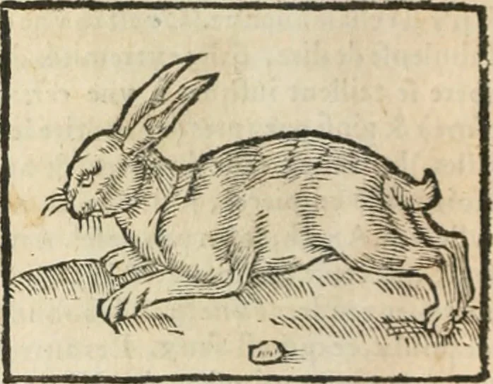 An illustration from [Les six livres de Pedacion Dioscoride d'Anazarbe de la matiere medicinale : translatez de latin en françois : a chacun chapitre sont aioustees certaines annotations fort doctes, & recueillies des plus excellens medecins, anciens, & modernes, 1553, leaf 99
