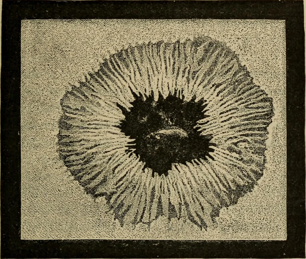 An illustration from Lessons in astronomy including uranography. A brief intoductory course without mathematics, 1896, leaf 130