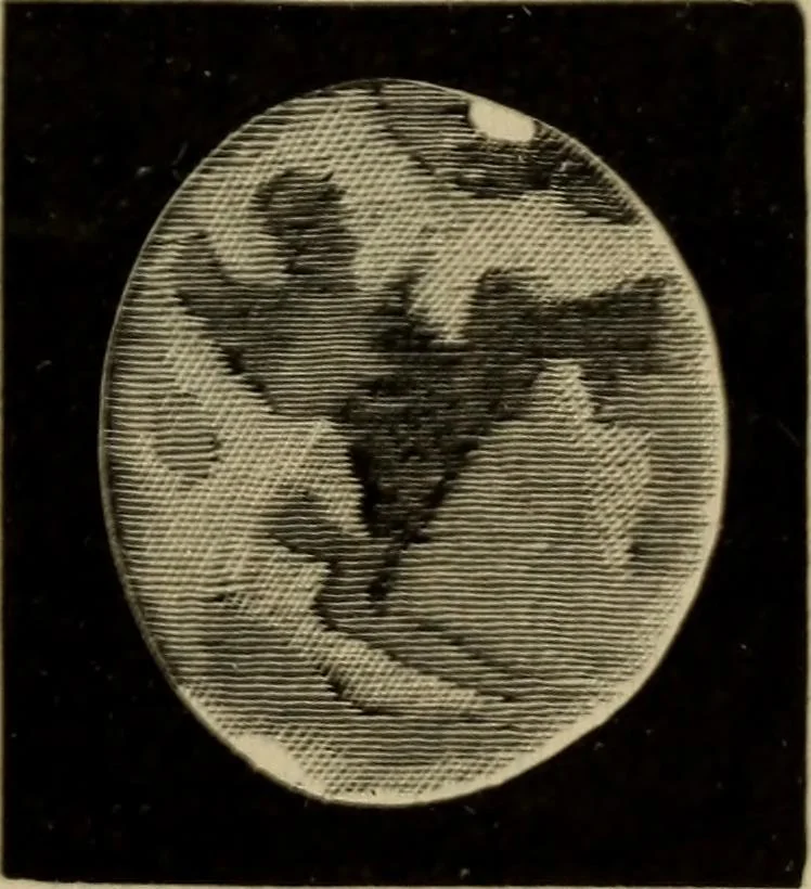 An illustration from Lessons in astronomy including uranography. A brief intoductory course without mathematics, 1896, leaf 194