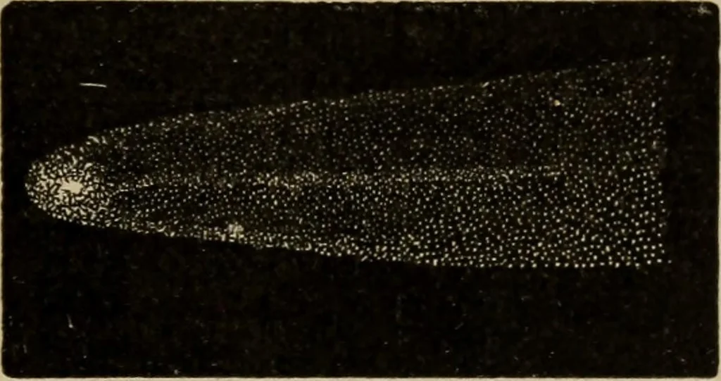 An illustration from Lessons in astronomy including uranography. A brief intoductory course without mathematics, 1896, leaf 242