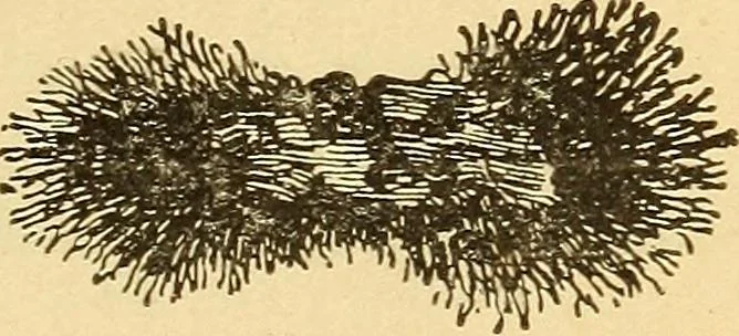 An illustration from Lessons in practical electricity; principles, experiments, and arithmetical problems, an elementary text-book, 1903, leaf 20
