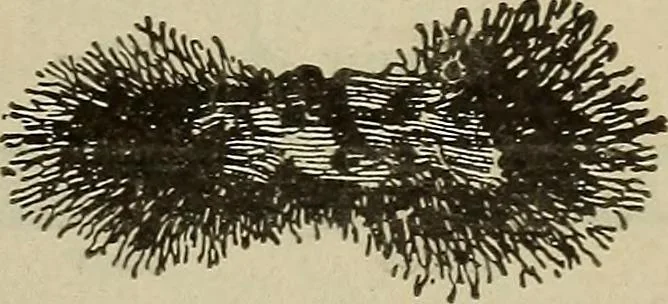 An illustration from Lessons in practical electricity; principles, experiments, and arithmetical problems, an elementary text-book, 1902, leaf 20