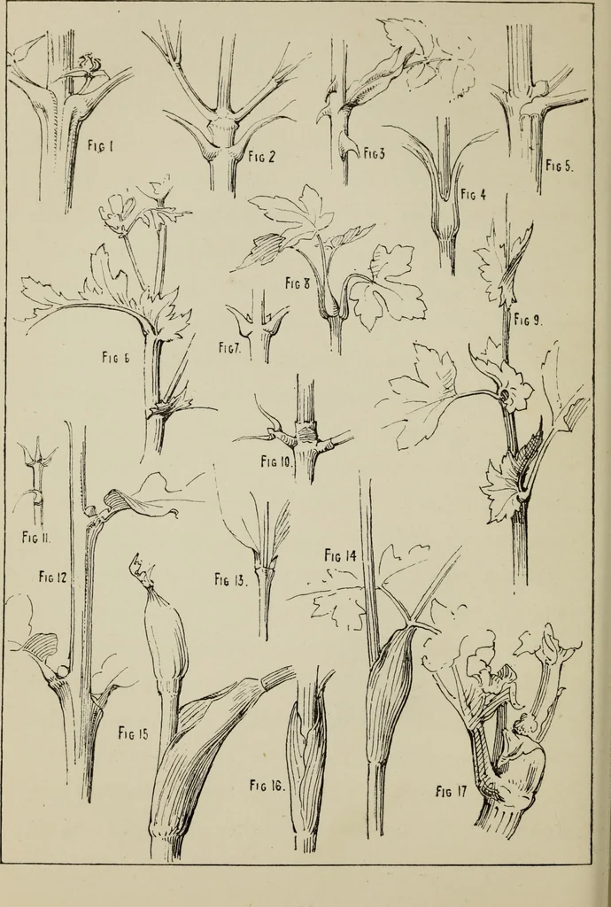 An illustration from Lessons on decorative design, 1888, leaf 105