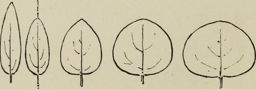 An illustration from Lessons on decorative design, 1888, leaf 107
