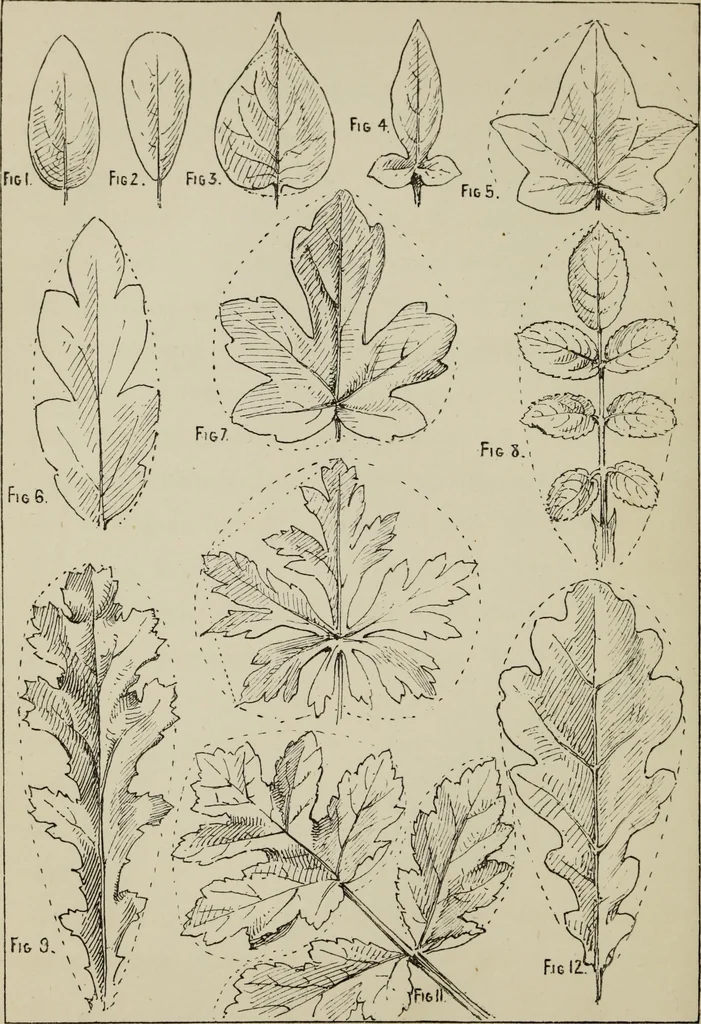 An illustration from Lessons on decorative design, 1888, leaf 109