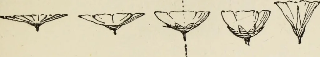 An illustration from Lessons on decorative design, 1888, leaf 114