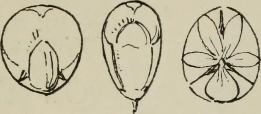 An illustration from Lessons on decorative design, 1888, leaf 115