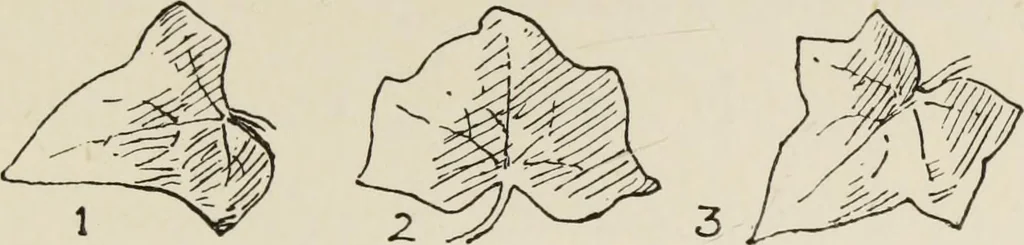 An illustration from Lessons on decorative design, 1888, leaf 126