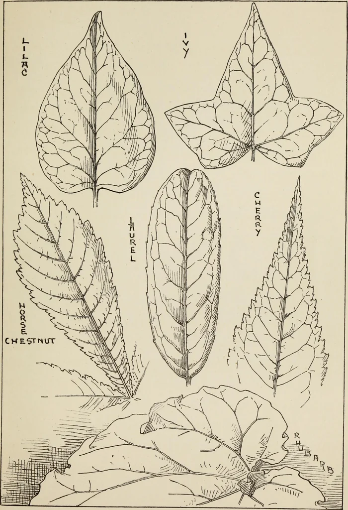 An illustration from Lessons on decorative design, 1888, leaf 140