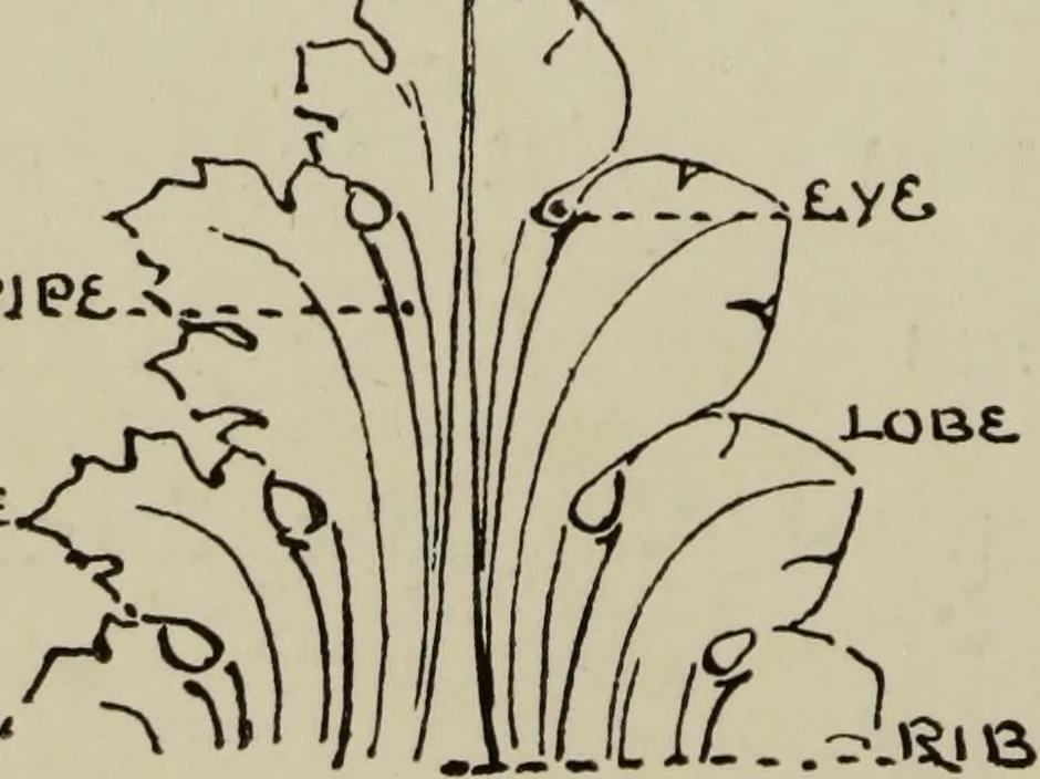 An illustration from Lessons on decorative design, 1888, leaf 167