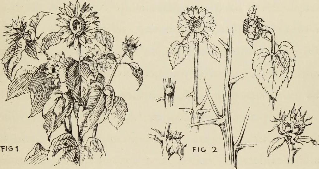 An illustration from Lessons on decorative design, 1888, leaf 24