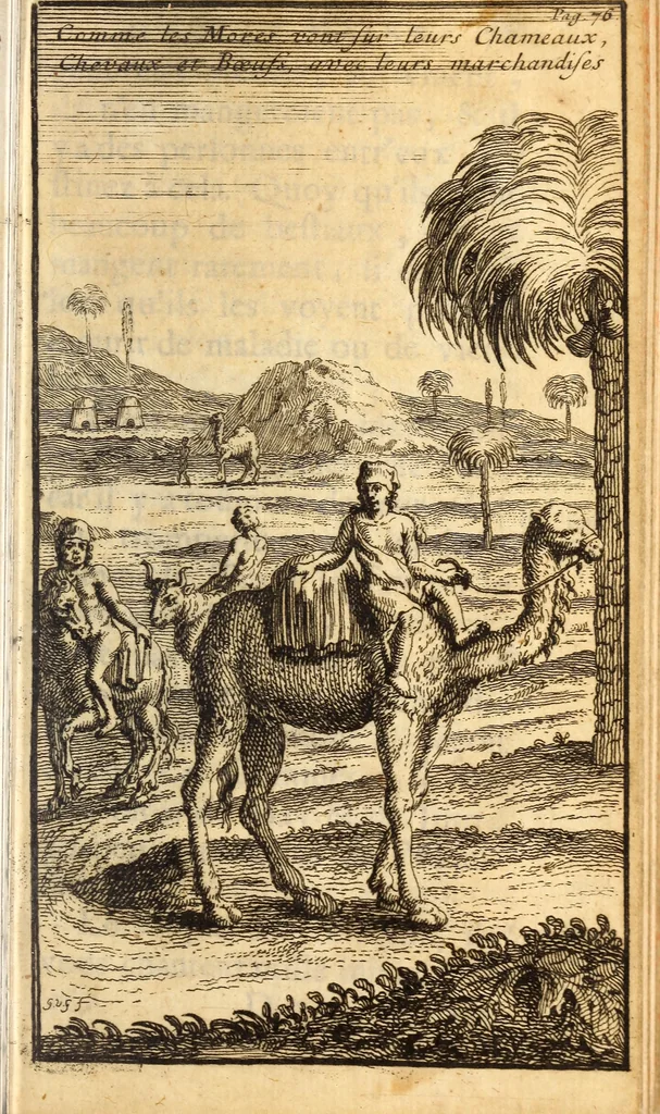 An illustration from Les voyages du sieur Le Maire aux iles Canaries, Cap-Verd, Senegal, et Gambie, 1695, leaf 78