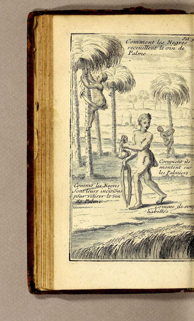 An illustration from Les voyages du sieur Le Maire aux isles Canaries, Cap-Verd, Senegal, et Gambie. : Sous monsieur Dancourt, directeur general de la Compagnie roïale d'Affrique, 1695, leaf 118