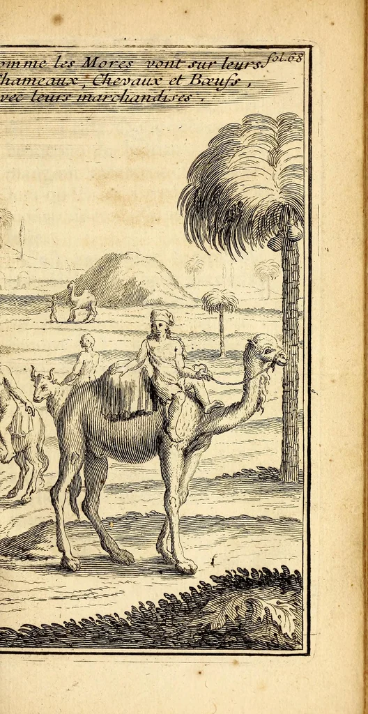 An illustration from Les voyages du sieur Le Maire aux isles Canaries, Cap-Verd, Senegal, et Gambie. : Sous monsieur Dancourt, directeur general de la Compagnie roïale d'Affrique, 1695, leaf 89