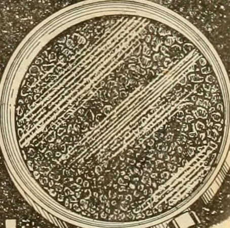 An illustration from Let Hartman feather your nest., 1916, leaf 410