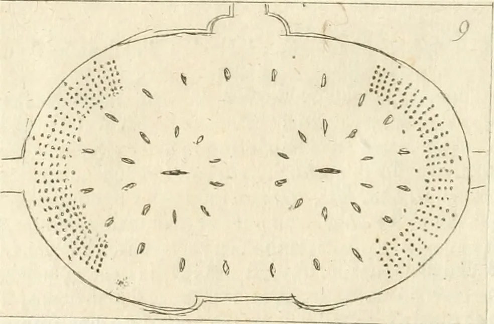 An illustration from Lettera al sig. Alberico Cibo, principe di Massa, sopra il giuoco fatto dal gran dvca intitolato Gverra d'amore il di 12. di Febraio 1615 in Firenze, 1616, leaf 19