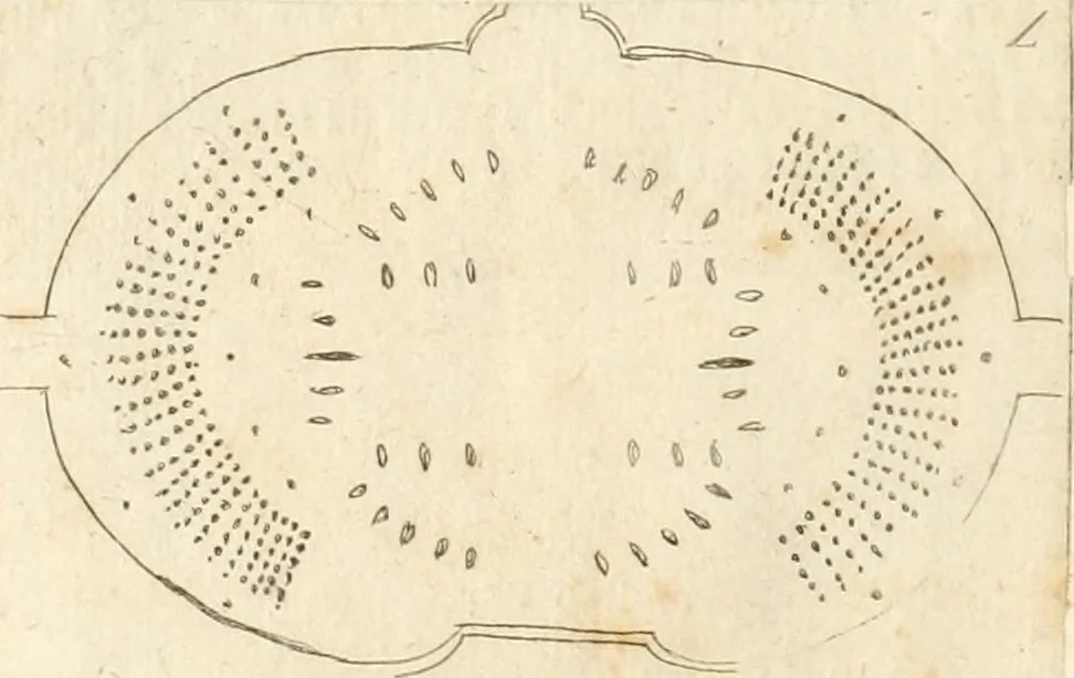 An illustration from Lettera al sig. Alberico Cibo, principe di Massa, sopra il giuoco fatto dal gran dvca intitolato Gverra d'amore il di 12. di Febraio 1615 in Firenze, 1616, leaf 19