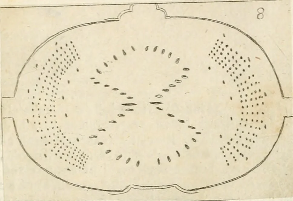 An illustration from Lettera al sig. Alberico Cibo, principe di Massa, sopra il giuoco fatto dal gran dvca intitolato Gverra d'amore il di 12. di Febraio 1615 in Firenze, 1616, leaf 20