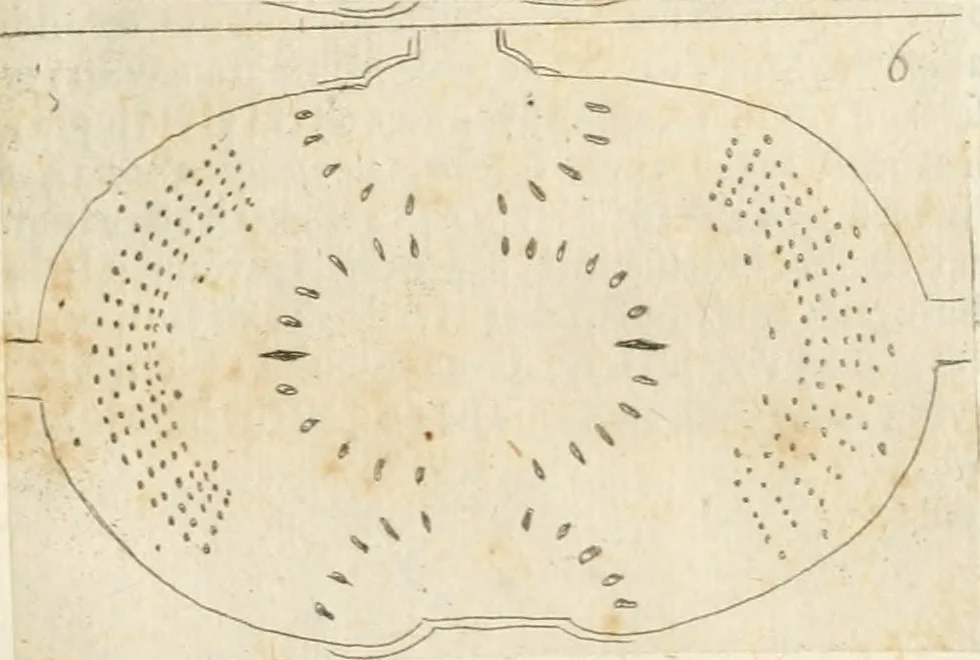 An illustration from Lettera al sig. Alberico Cibo, principe di Massa, sopra il giuoco fatto dal gran dvca intitolato Gverra d'amore il di 12. di Febraio 1615 in Firenze, 1616, leaf 20