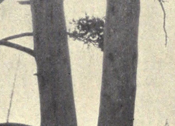 An illustration from Let us go afield, 1916, leaf 8
