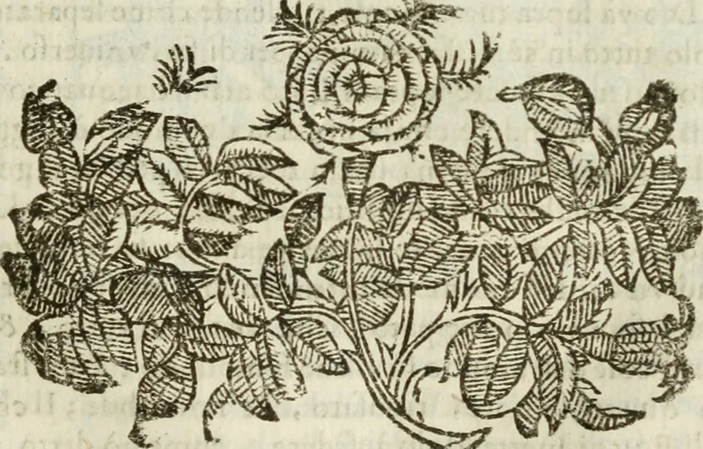 An illustration from Le vere e nove imagini de gli dei delli antichi di Vicenzo Cartari Reggiano. Ridotte da capo a piedi in questa nouissima impressione alle loro reali, & non piu per l'adietro osseruate simiglianze. Cauate da' marmi, bronzi, medaglie, gioie, & altre memorie antiche;, 1615, leaf 154