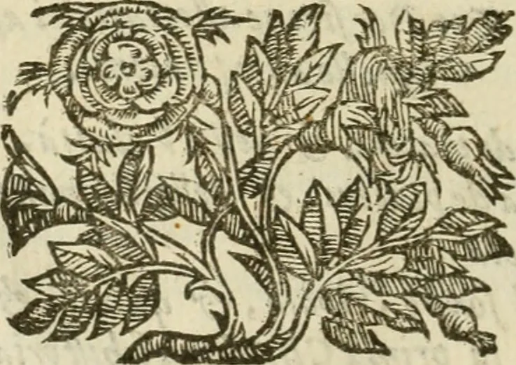 An illustration from Le vere e nove imagini de gli dei delli antichi di Vicenzo Cartari Reggiano. Ridotte da capo a piedi in questa nouissima impressione alle loro reali, & non piu per l'adietro osseruate simiglianze. Cauate da' marmi, bronzi, medaglie, gioie, & altre memorie antiche;, 1615, leaf 19
