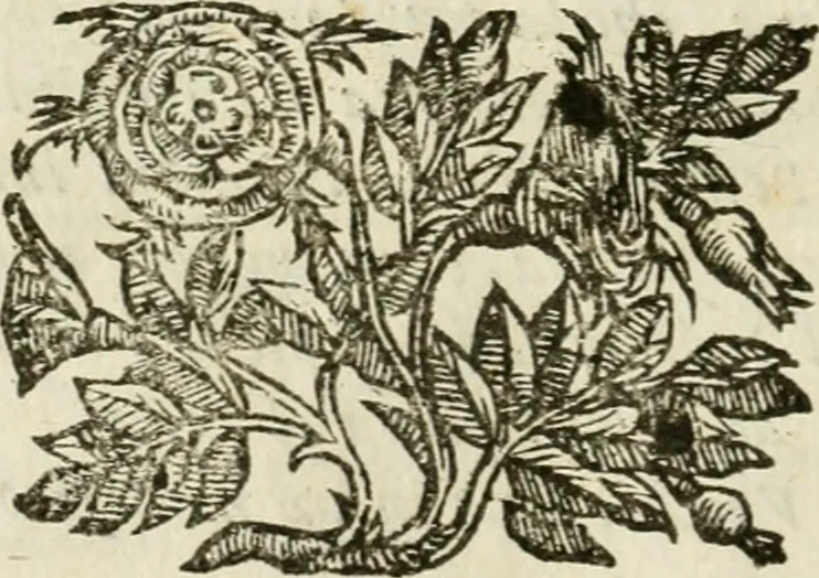 An illustration from Le vere e nove imagini de gli dei delli antichi di Vicenzo Cartari Reggiano. Ridotte da capo a piedi in questa nouissima impressione alle loro reali, & non piu per l'adietro osseruate simiglianze. Cauate da' marmi, bronzi, medaglie, gioie, & altre memorie antiche;, 1615, leaf 315