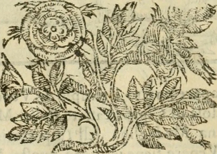 An illustration from Le vere e nove imagini de gli dei delli antichi di Vicenzo Cartari Reggiano. Ridotte da capo a piedi in questa nouissima impressione alle loro reali, & non piu per l'adietro osseruate simiglianze. Cauate da' marmi, bronzi, medaglie, gioie, & altre memorie antiche;, 1615, leaf 611