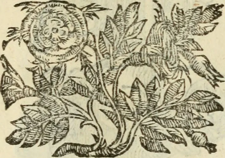 An illustration from Le vere e nove imagini de gli dei delli antichi di Vicenzo Cartari Reggiano. Ridotte da capo a piedi in questa nouissima impressione alle loro reali, & non piu per l'adietro osseruate simiglianze. Cauate da' marmi, bronzi, medaglie, gioie, & altre memorie antiche;, 1615, leaf 666