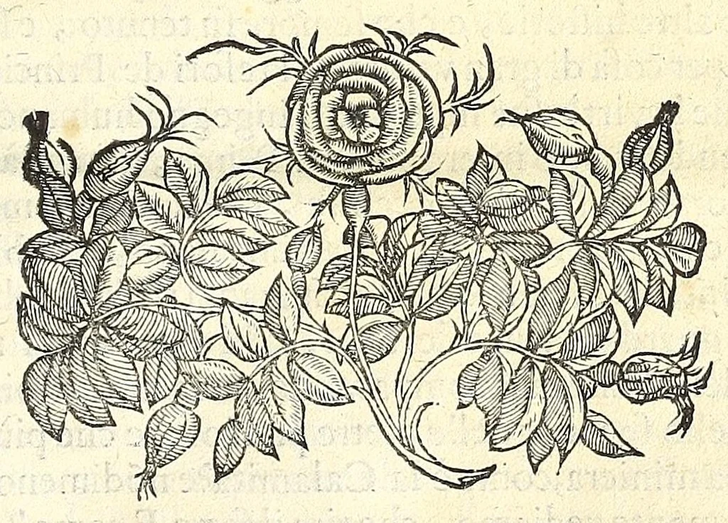 An illustration from Le XII. pietre pretiose, le qvali per ordine di Dio nella santa legge, adornauano i vestimenti del sommo sacerdote. Aggivntevi il diamante, le margarite, e l'oro, poste da S. Giouanni nell'Apocalisse, in figura della celeste Gierusalemme: con vn sommario dell' altre pietre pretiose. Discorso dell' alicorno, et delle sve singolarissime virtù. Et della gran bestia detta alce da gli antichi, 1587, leaf 117