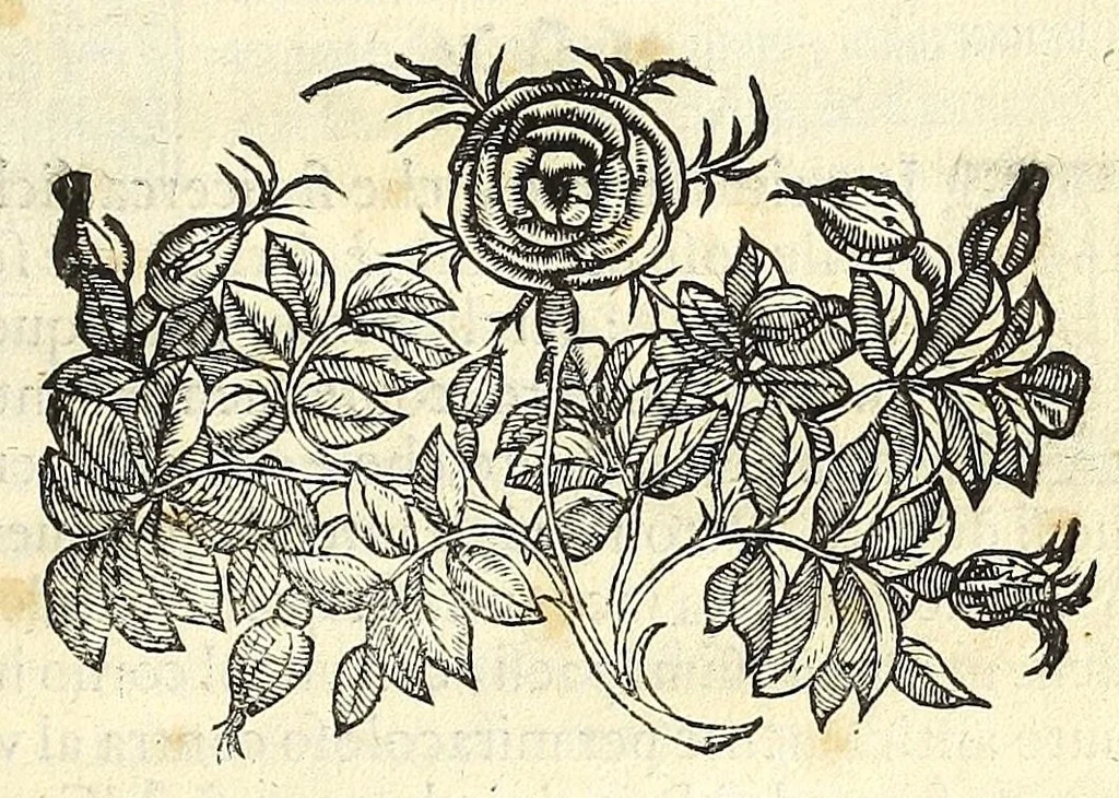 An illustration from Le XII. pietre pretiose, le qvali per ordine di Dio nella santa legge, adornauano i vestimenti del sommo sacerdote. Aggivntevi il diamante, le margarite, e l'oro, poste da S. Giouanni nell'Apocalisse, in figura della celeste Gierusalemme: con vn sommario dell' altre pietre pretiose. Discorso dell' alicorno, et delle sve singolarissime virtù. Et della gran bestia detta alce da gli antichi, 1587, leaf 55