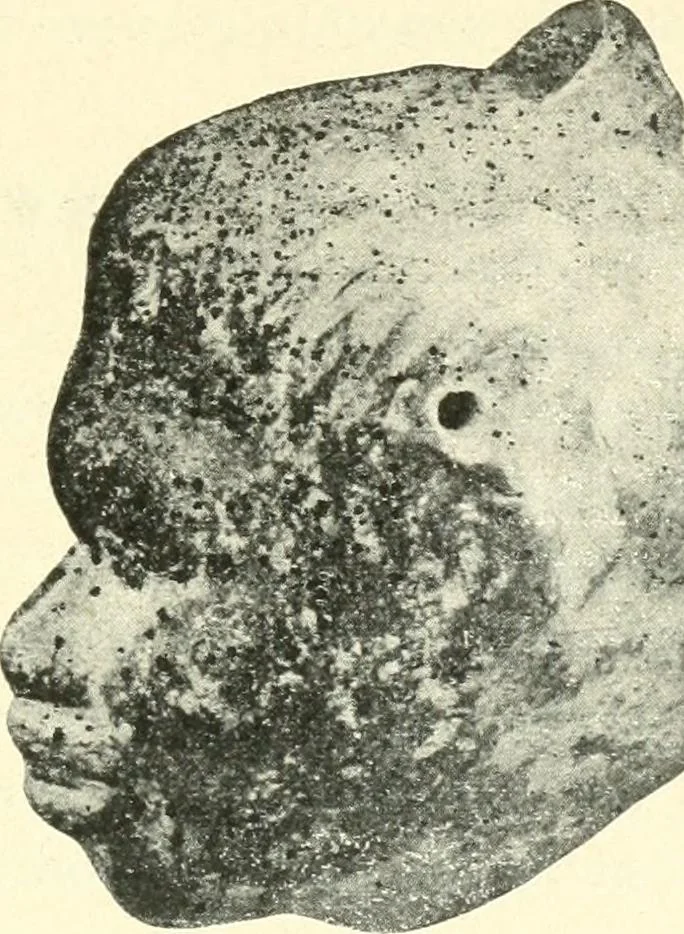 An illustration from L'expression des sentiments dans l'art grec : les facteurs expressifs, 1914, leaf 222
