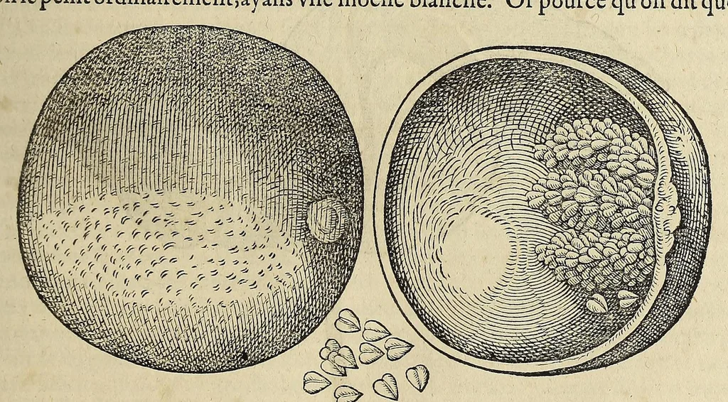 An illustration from L'histoire du nouveau monde ou Description des Indes Occidentales, : contenant dix-huict liures,, 1640, leaf 135