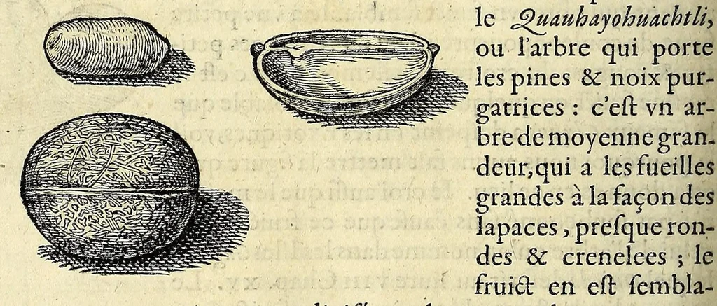 An illustration from L'histoire du nouveau monde ou Description des Indes Occidentales, : contenant dix-huict liures,, 1640, leaf 180