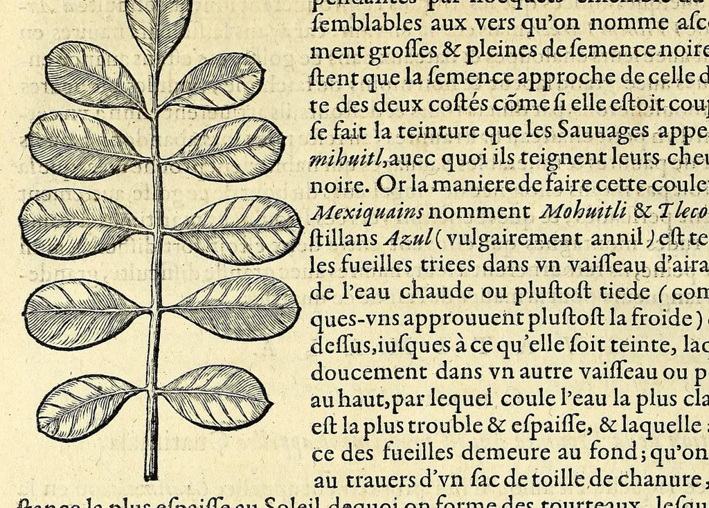 An illustration from L'histoire du nouveau monde ou Description des Indes Occidentales, : contenant dix-huict liures,, 1640, leaf 294