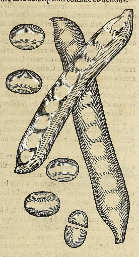 An illustration from L'histoire du nouveau monde ou Description des Indes Occidentales, : contenant dix-huict liures,, 1640, leaf 555