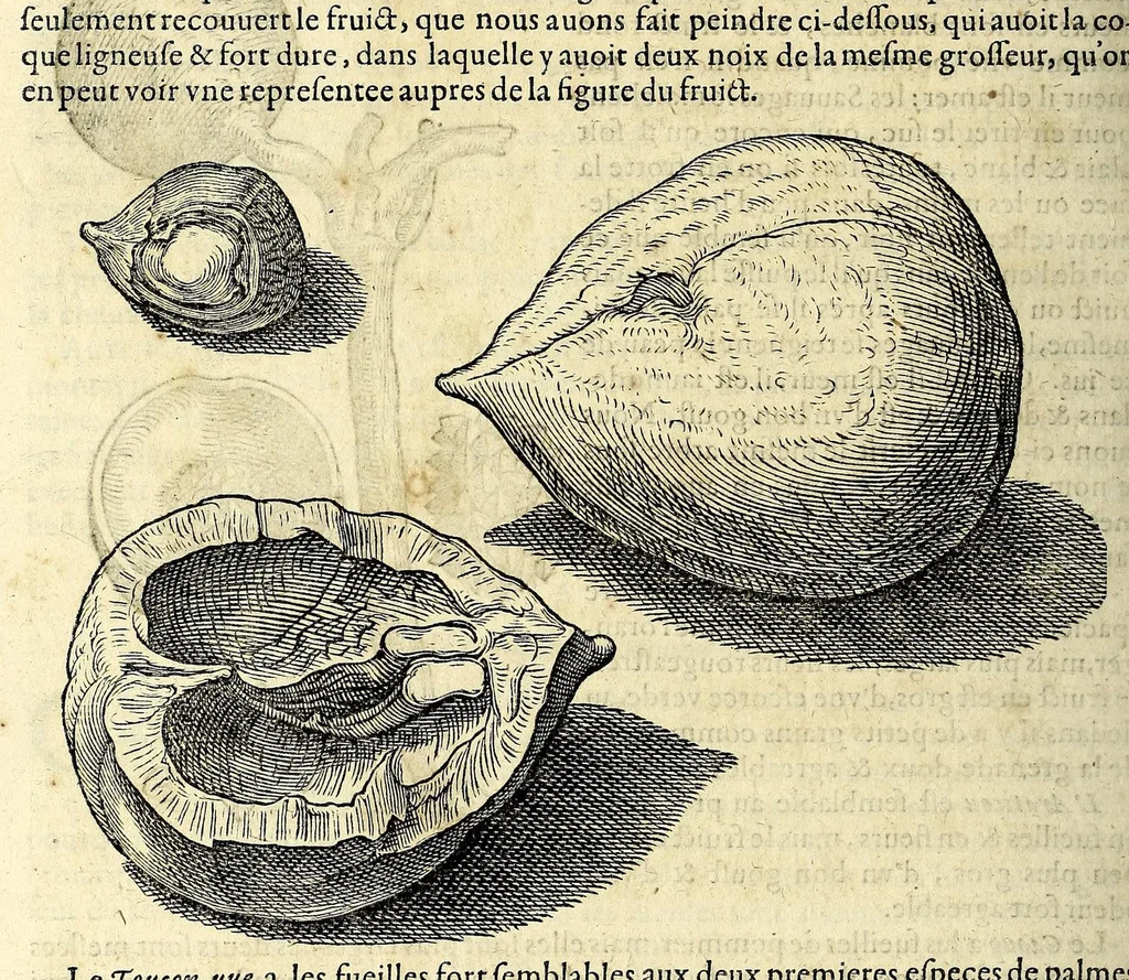 An illustration from L'histoire du nouveau monde ou Description des Indes Occidentales, : contenant dix-huict liures,, 1640, leaf 604