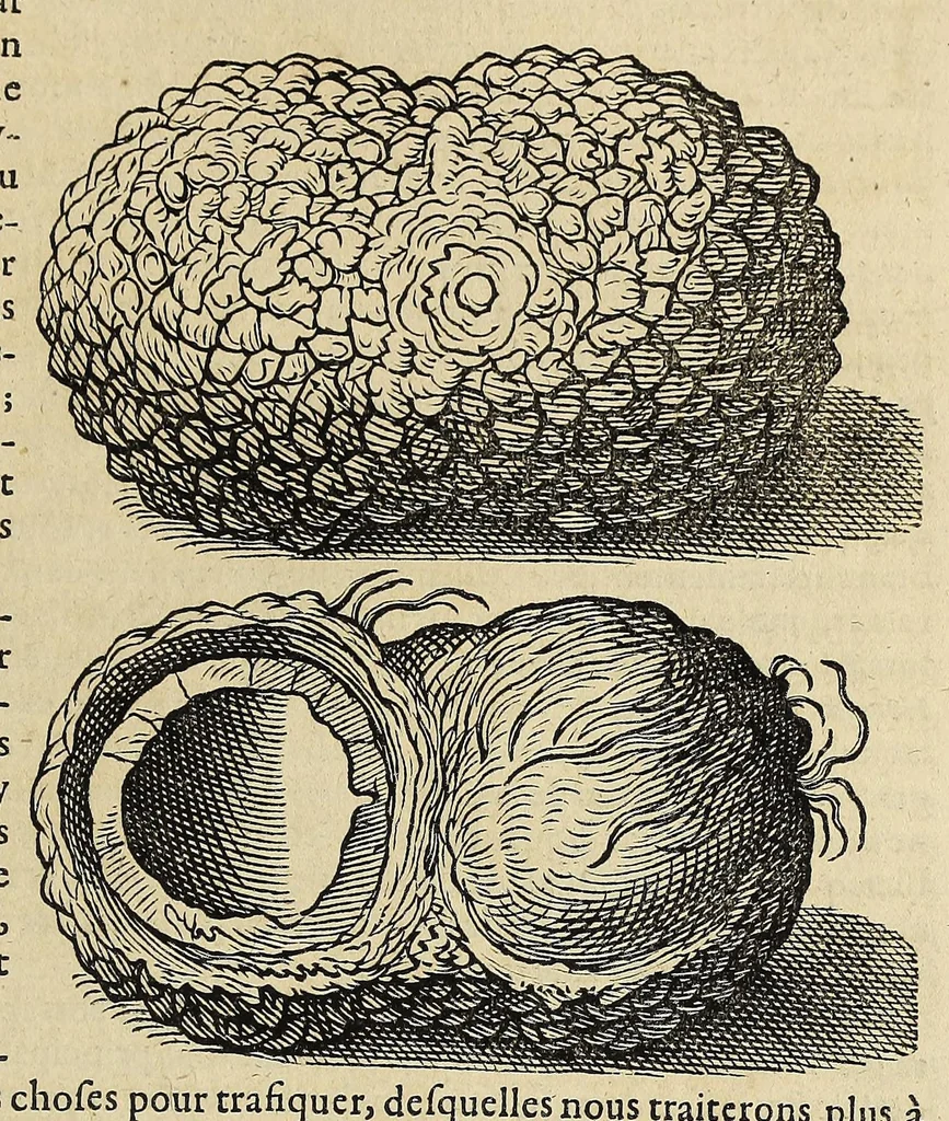 An illustration from L'histoire du nouveau monde ou Description des Indes Occidentales, : contenant dix-huict liures,, 1640, leaf 629