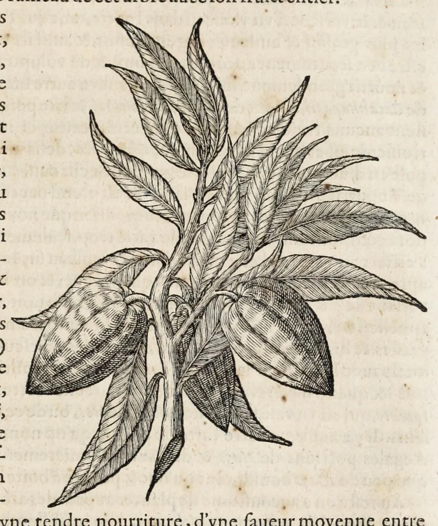 An illustration from L'histoire dv Nouveau monde, ou, Description des Indes occidentales : contenant dix-huict liures, 1640, leaf 139