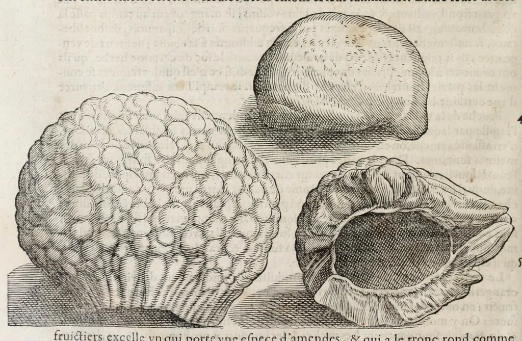 An illustration from L'histoire dv Nouveau monde, ou, Description des Indes occidentales : contenant dix-huict liures, 1640, leaf 208
