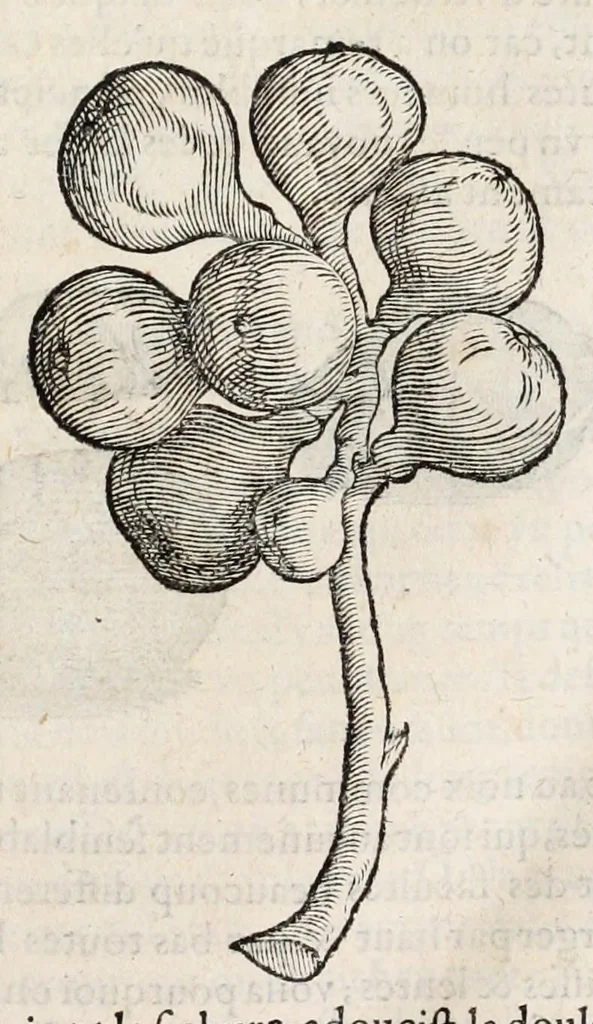 An illustration from L'histoire dv Nouveau monde, ou, Description des Indes occidentales : contenant dix-huict liures, 1640, leaf 37
