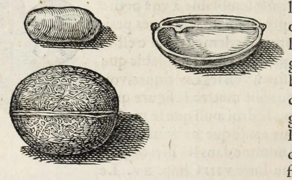 An illustration from L'histoire dv Nouveau monde, ou, Description des Indes occidentales : contenant dix-huict liures, 1640, leaf 38